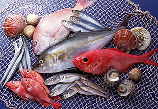 seafood lot on net